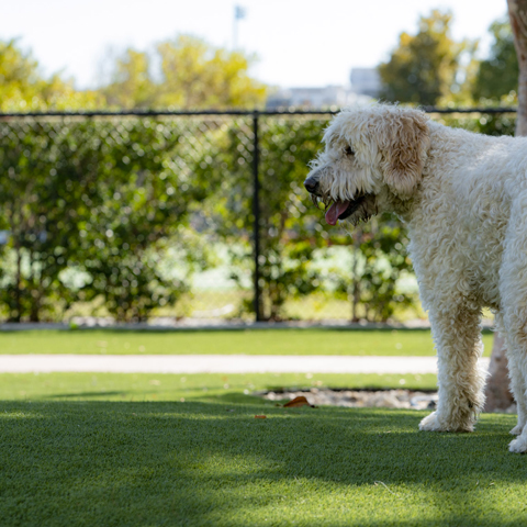 Pet Grass